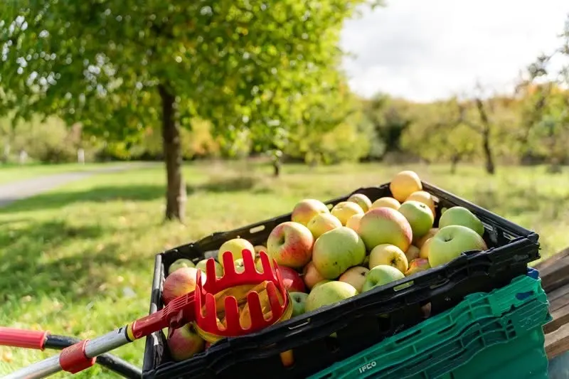 Apple Day