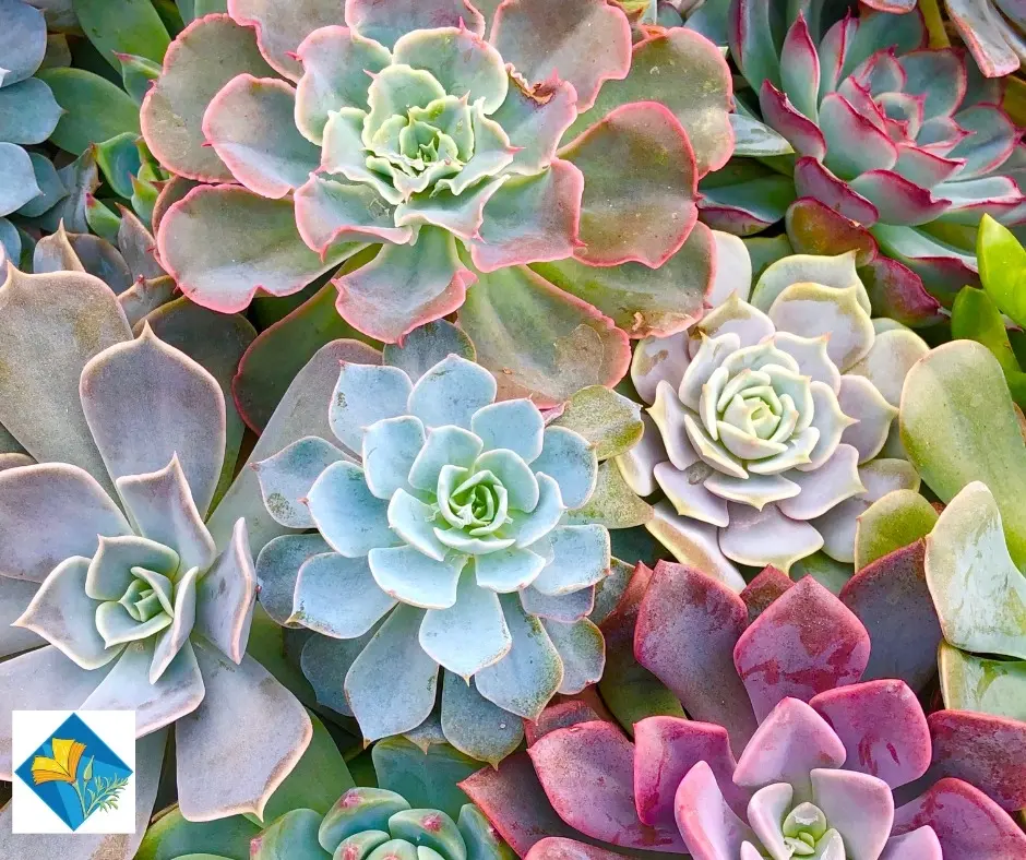 Amazing Succulents
