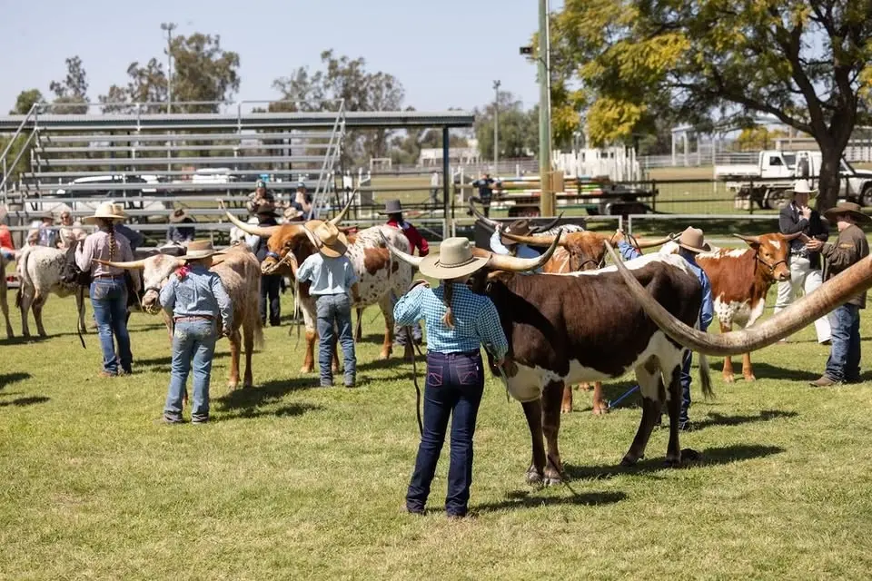 The 13th Texas Longhorns Australia National Halter Show & Futurity 2026