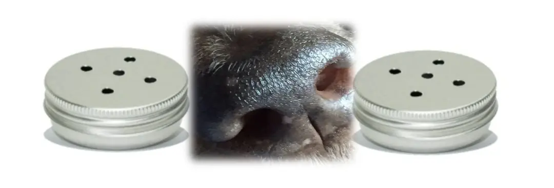 Nosework Grund/Nybörjarkurs DAGTID