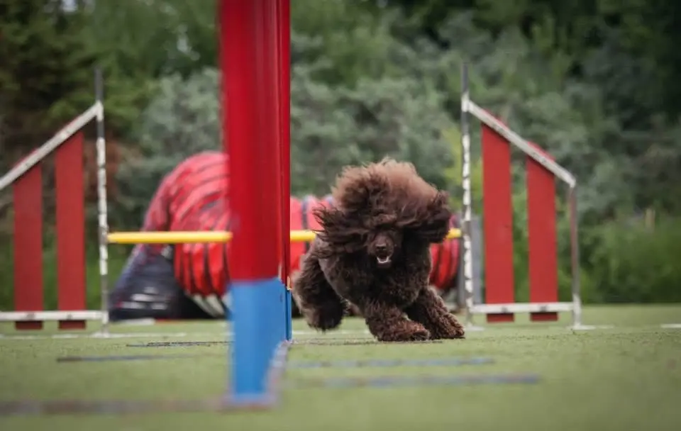 Agility Grundkurs DAGTID