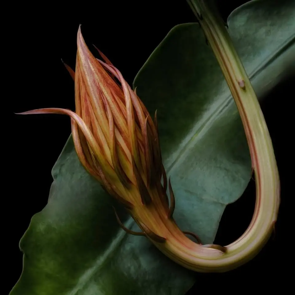 Photographic Society of Chattanooga Open House