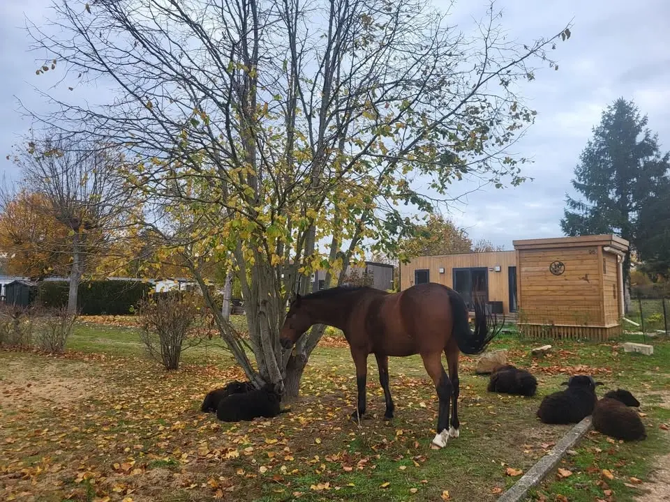 portes ouvertes: choisissez  mobile home + parcelle de votre choix 