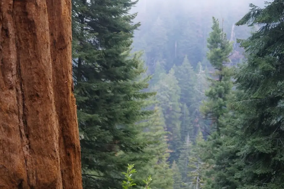 June Tall Tree Tour
