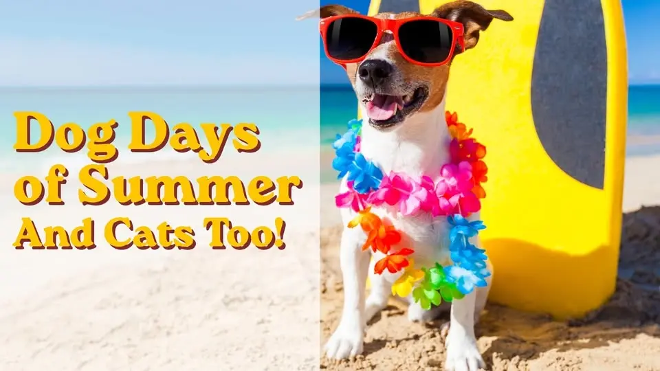 Dog Days of Summer And Cats Too!