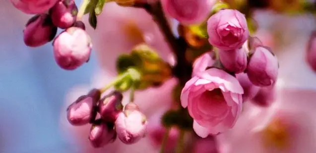 Körsbärsblommans dag i Kungsträdgården