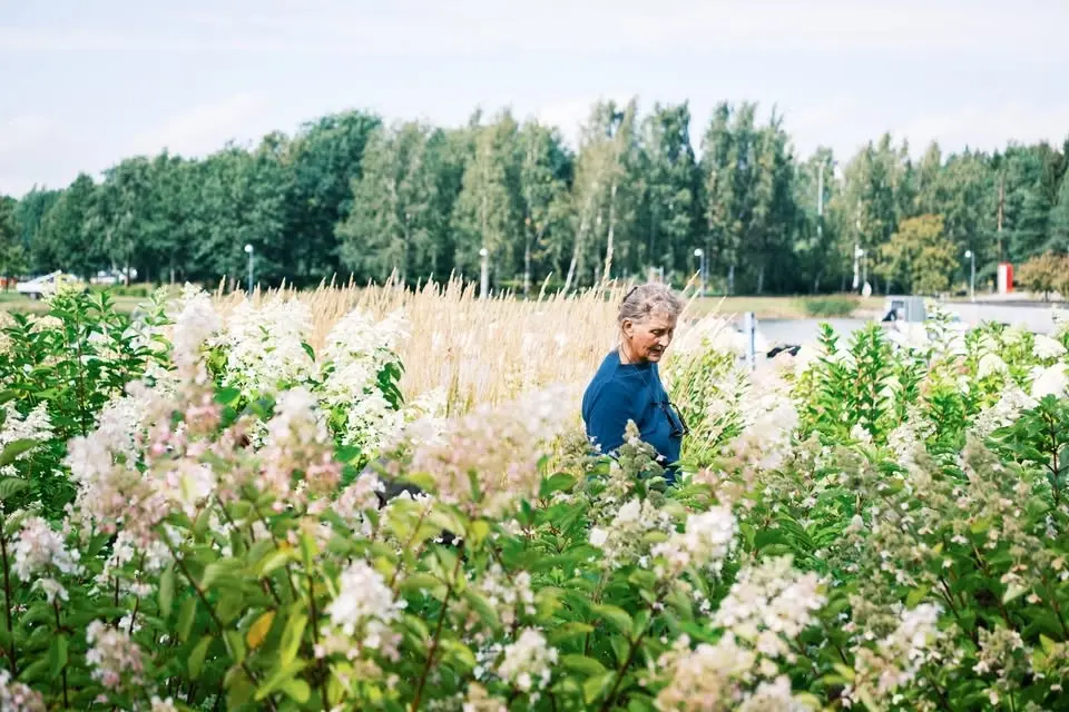 Hortensiadagen / Hortensiapäivä 26.8.2026