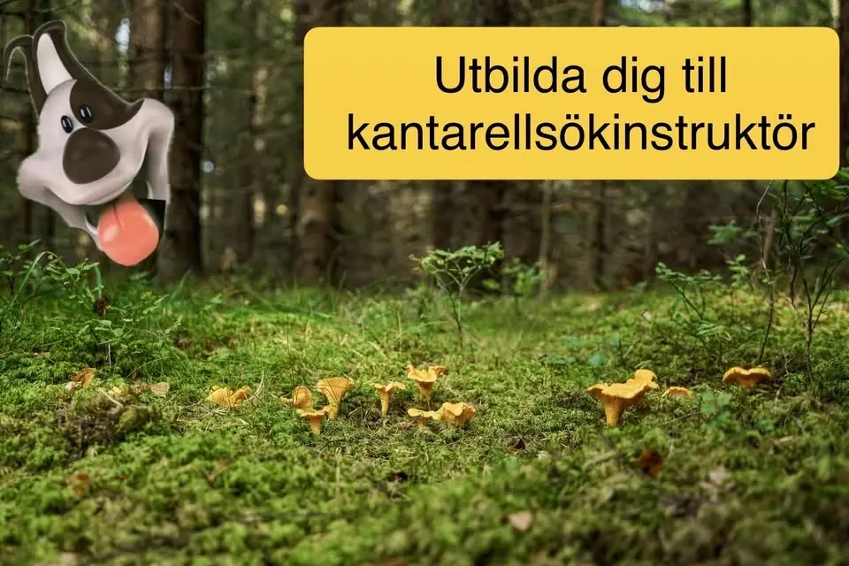 Kantarellsökinstruktör - intresseanmälan