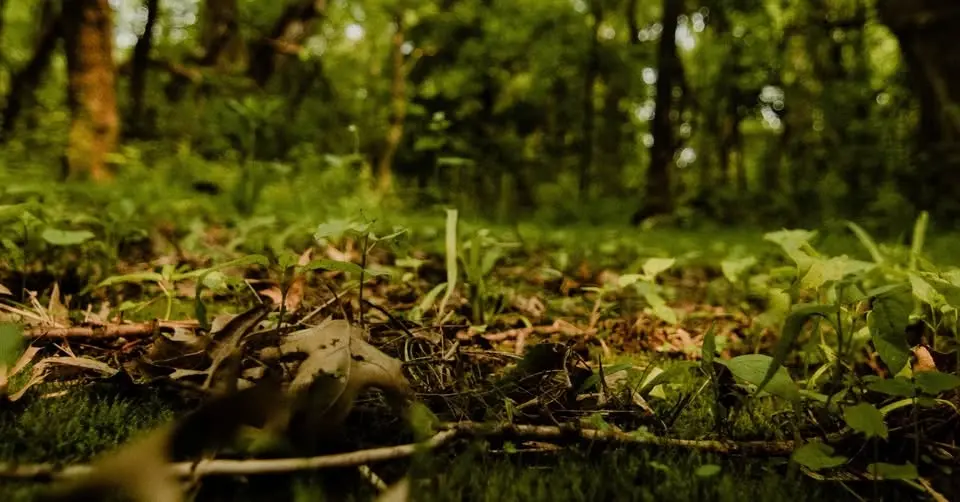 Forest Bathing