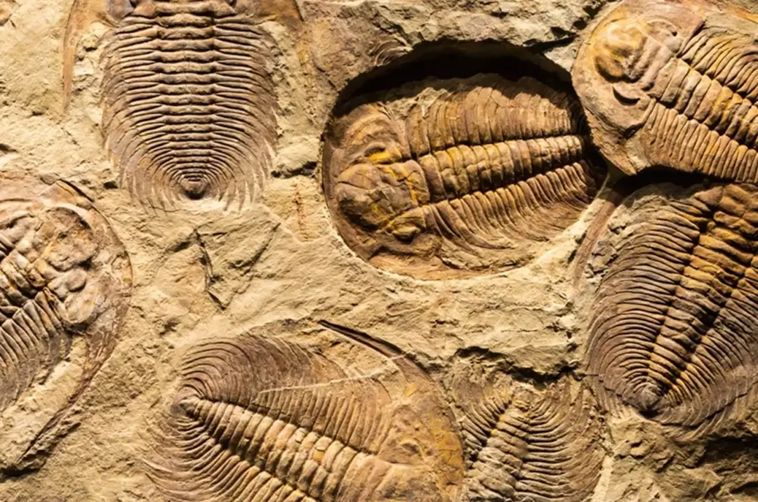 Výprava za tajemstvím trilobitů na Barrandov