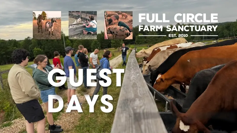 Guest Days at Full Circle Farm Sanctuary