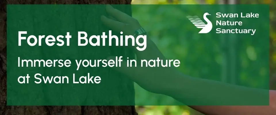 Forest Bathing at Swan Lake