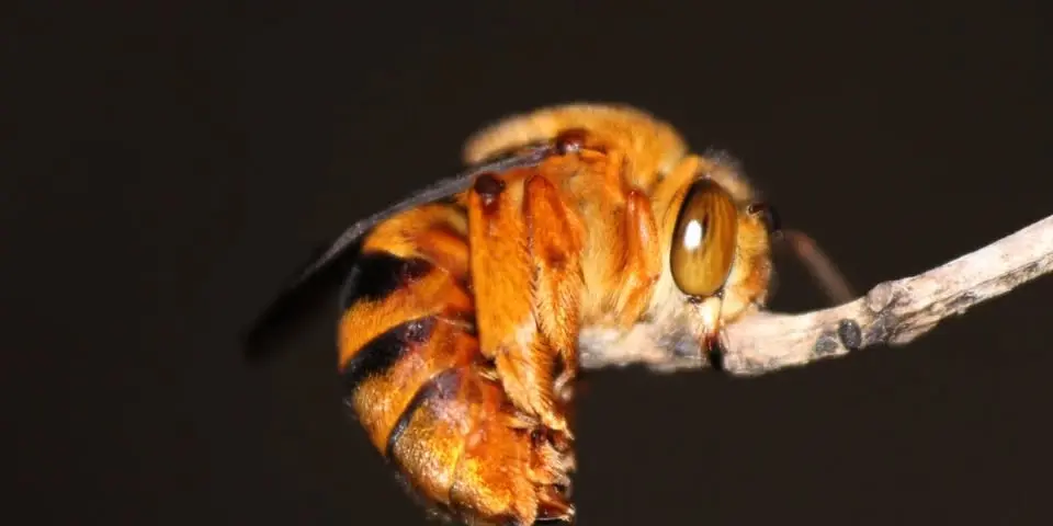 Native Beekeeping 101