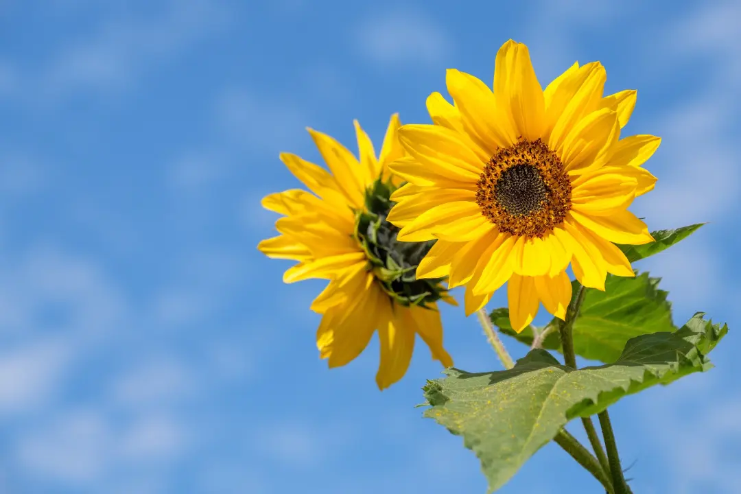 Sommarboken