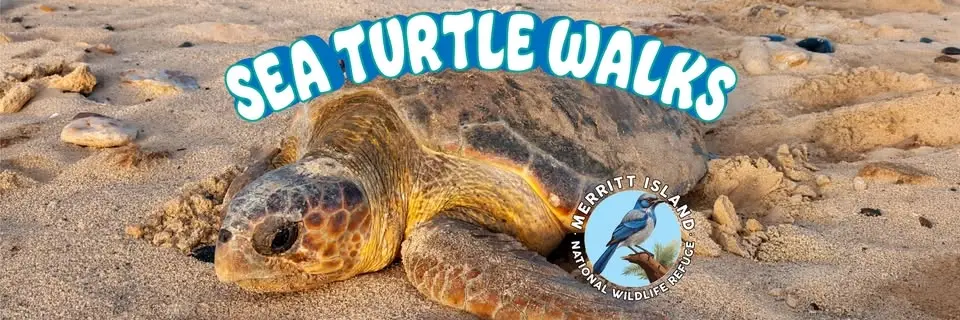Sea Turtle Walks