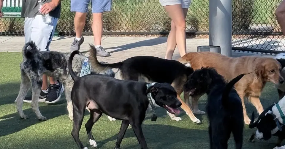 Saturday morning pooch playtime and walk
