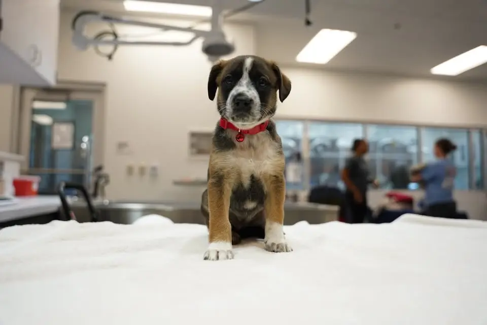 Low-Cost Marietta Vaccine Clinic