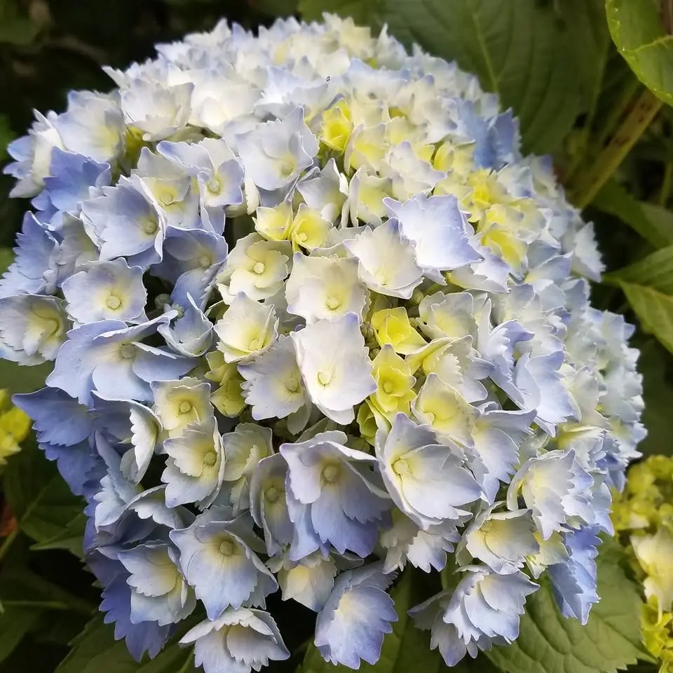 Shrub Pruning III - The Puzzlers and Consequences (in-person)