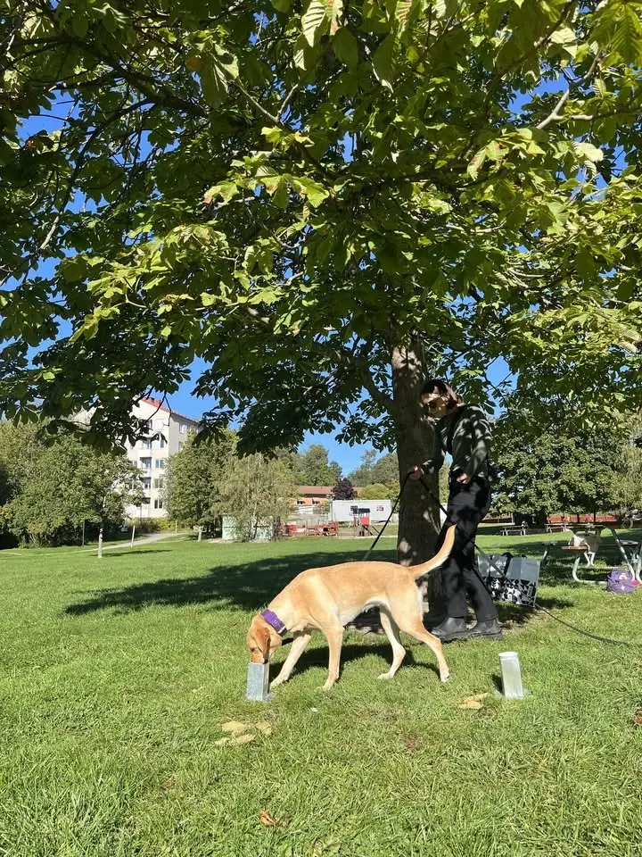 Nose Work tematräning behållarsök - dagtid utomhus 📦🌳 