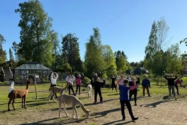 Asahia alpakoiden seurassa!