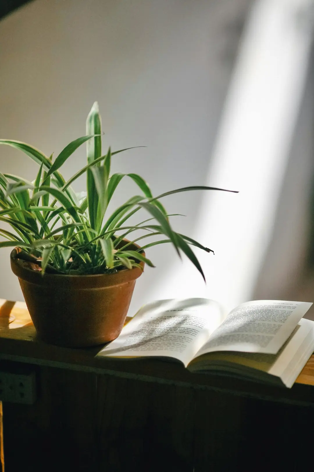 Therapist Chillout: Book & Plant Swap