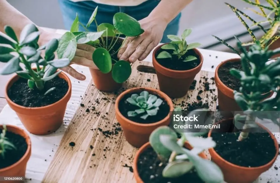 POTTING PLANTS FOR YOUR APARTMENT