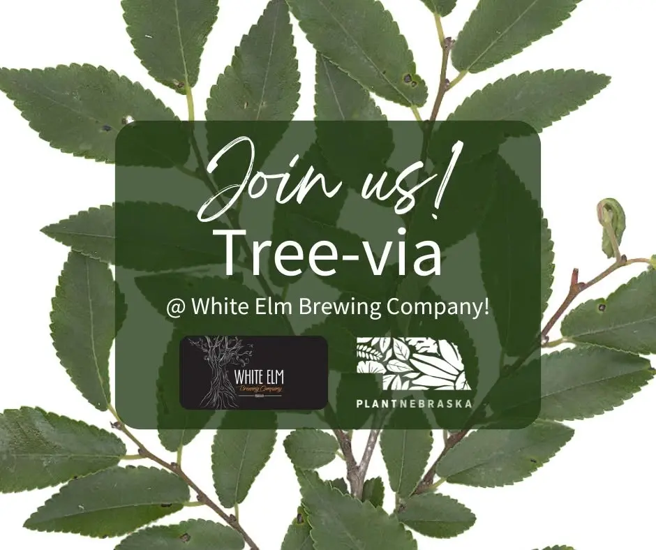 Tree-via at White Elm Brewing Company