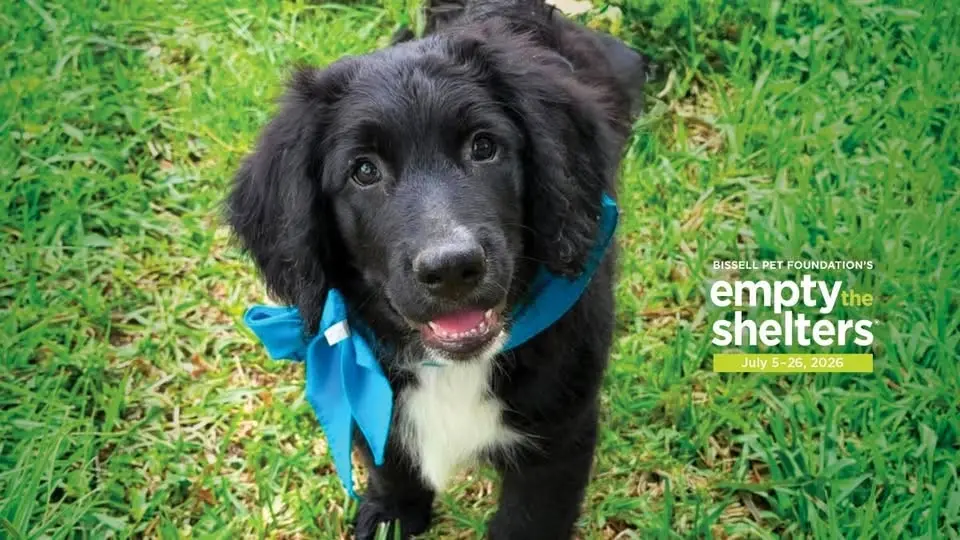 Empty The Shelters: Reduced Adoption Fees for Pets 6 Months+!