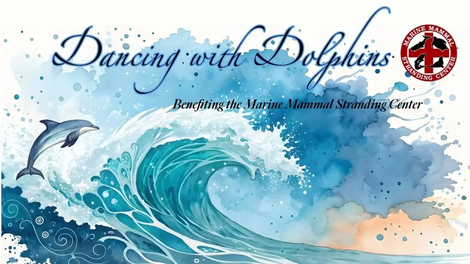 Dancing with Dolphins