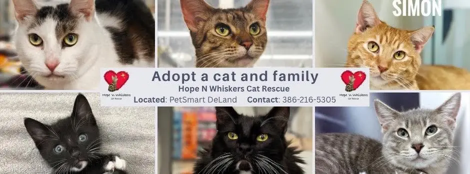 Hope N Whiskers Cat Adoption Event - WEEKLY