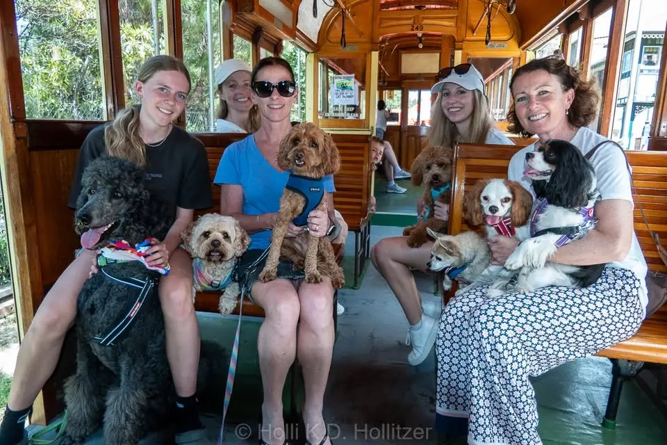 Street paws festival - The Shire
