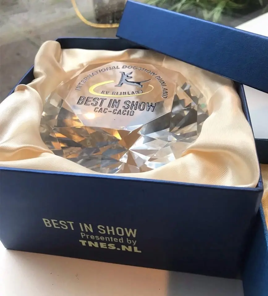 INTERNATIONAL DOGSHOW RIJNLAND 