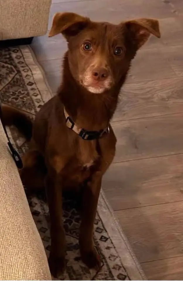 Barktastic Time w/Pawfect 