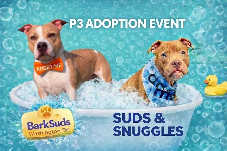 🫧🐶Suds & Snuggles Adoption Event at BarkSuds DC 🫧🐶