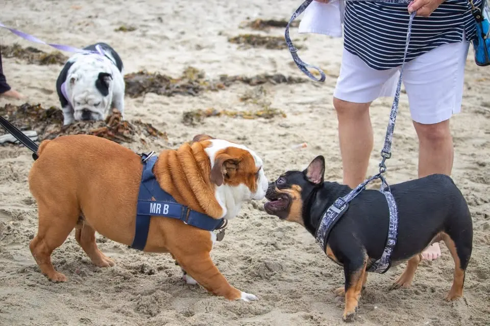 *NEW DATE* French & English Bulldog Beach Day!