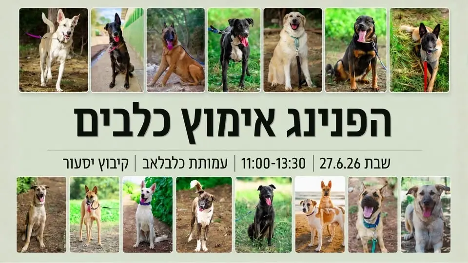 הפנינג אימוץ כלבים של כלבלאב | שבת 27.6 | 11:00-13:30 I קיבוץ יסעור