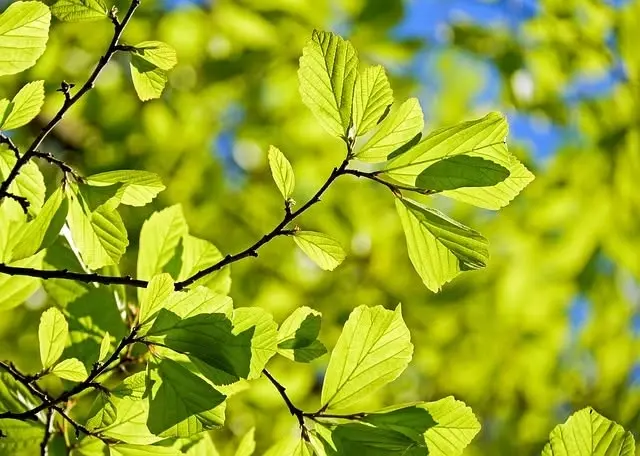 Tree Identification Walking Tour
