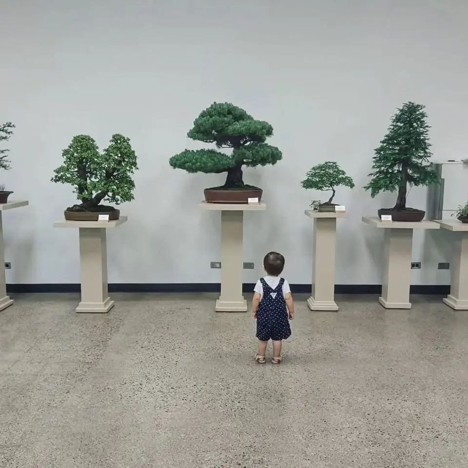 AABS Annual Bonsai Show