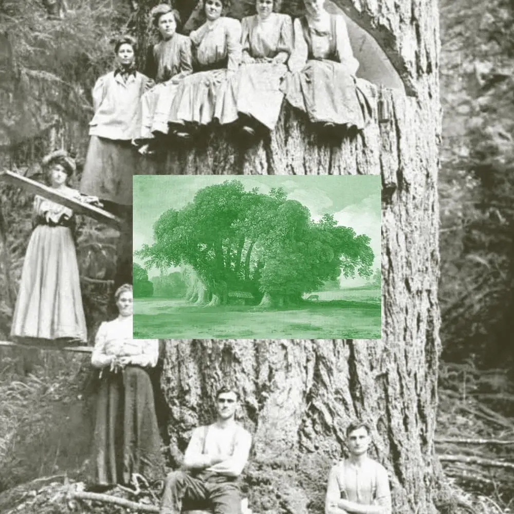 Speculative Botany: Sensing the American Chestnut