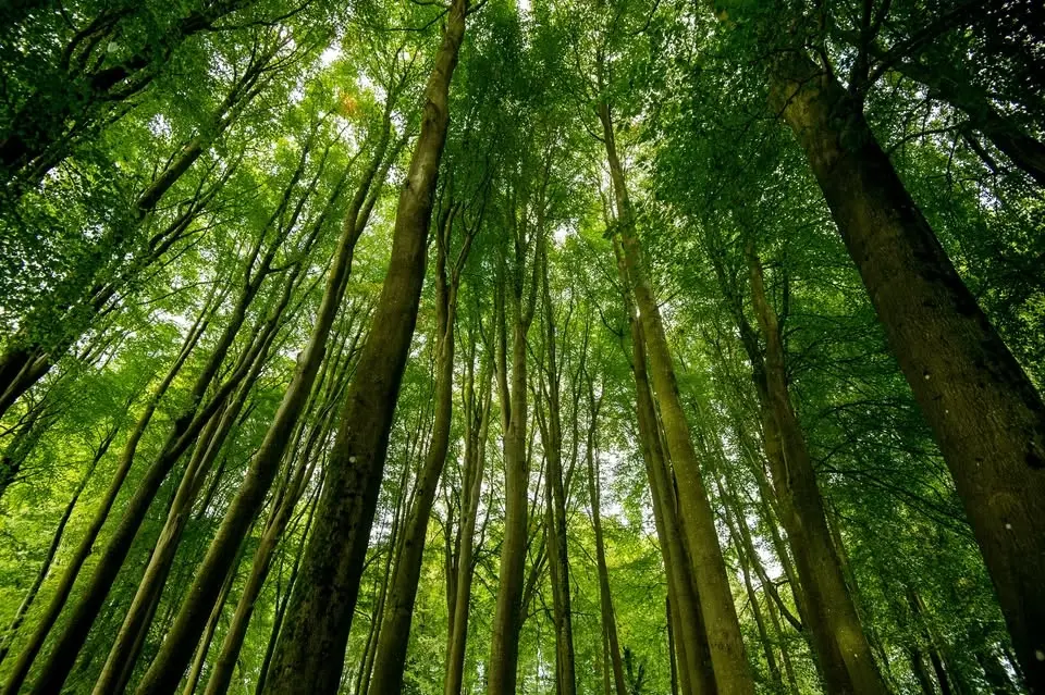 Dathlu Natur | Celebration of Nature