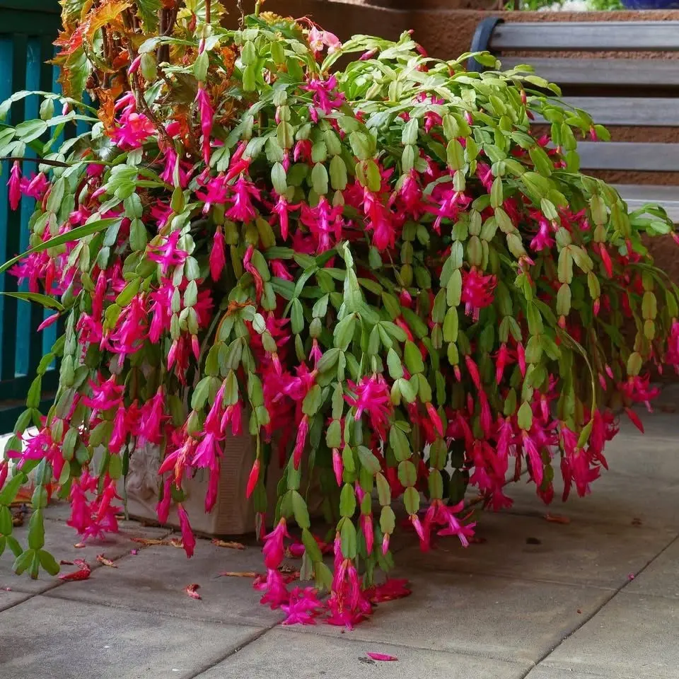 Green fingers landscaping 
