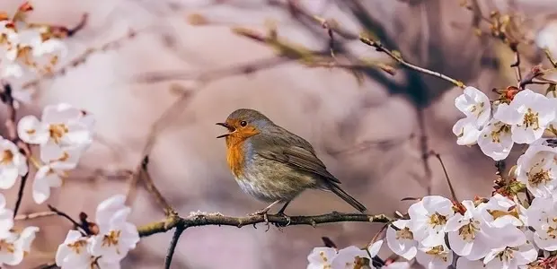 🎶 Kören Vox sjunger in sommaren