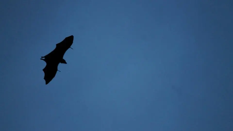 Nature in a Blink: Bat Emergence