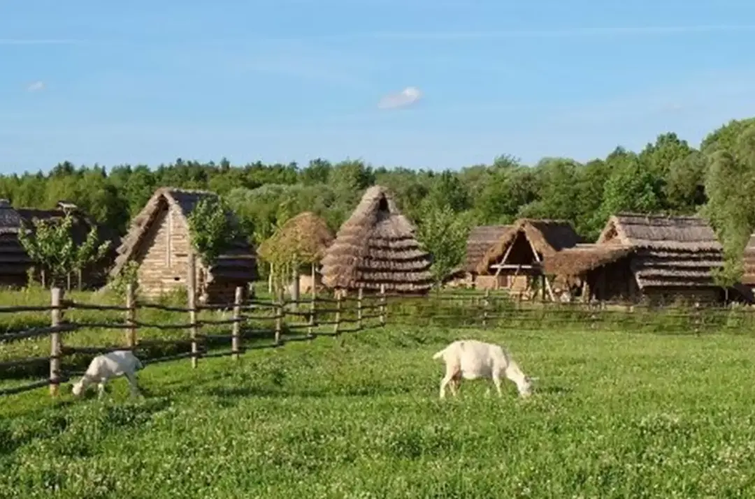 Zatoulaná zvířátka v Zeměráji