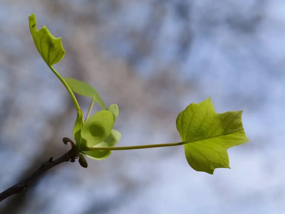 Tree ID with Levi O'Brien