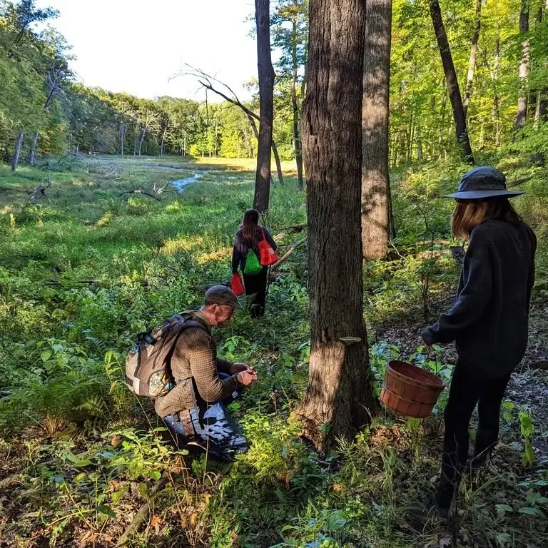 Summertime Mushroom Hunt