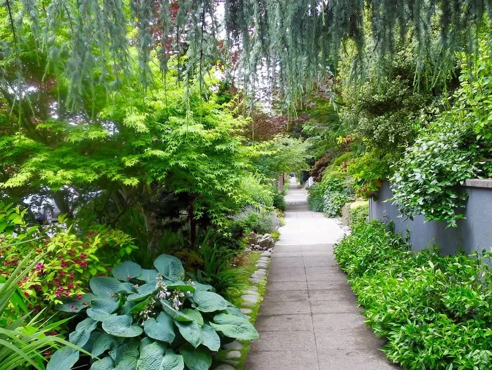 Renovate and Prune the Overgrown Landscape (in-person)