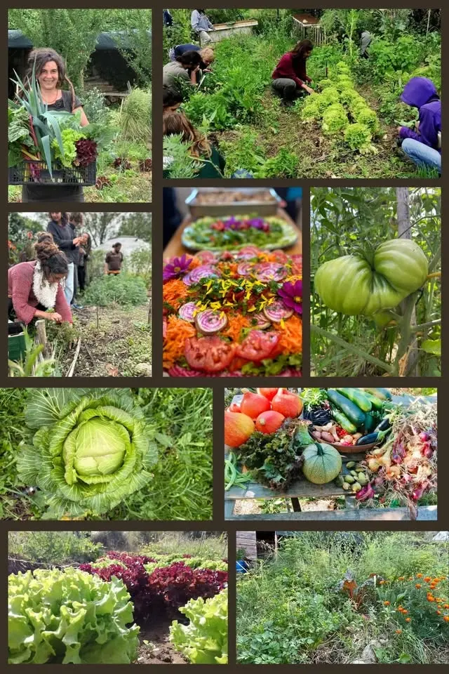 Horta em Permacultura
