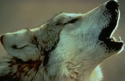 Wolf-lodge