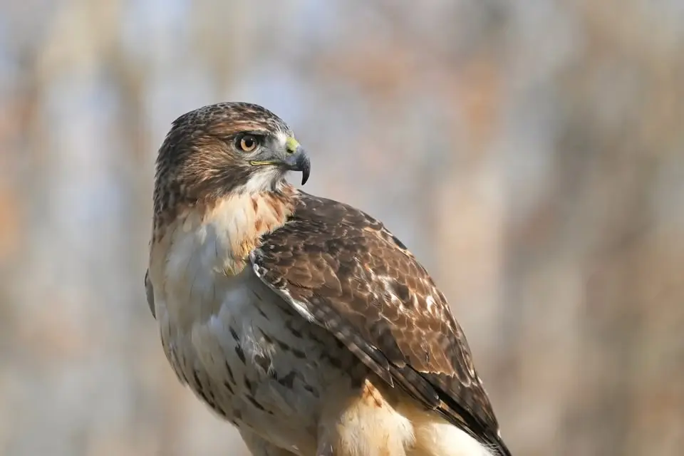 Raptor Center Keeper Program